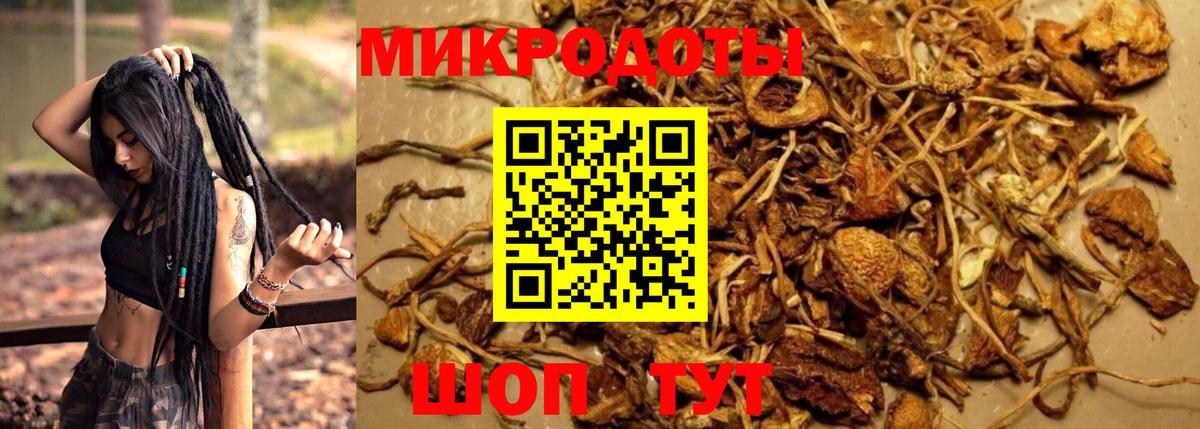 Псилоцибиновые грибы Cubensis Георгиевск